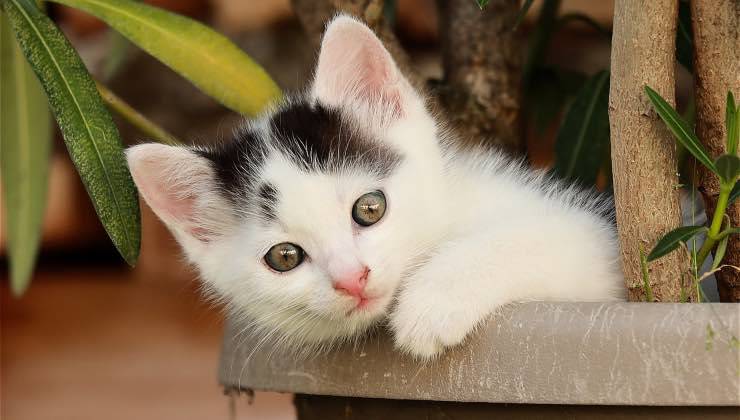 Piccolo gatto bianco nel vaso per le piante