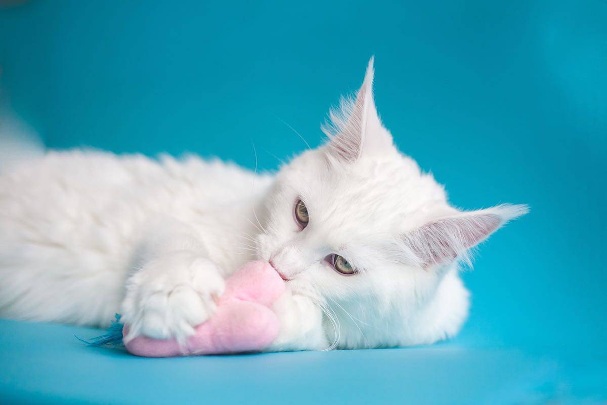 Felino dal pelo bianco gioca con un peluche