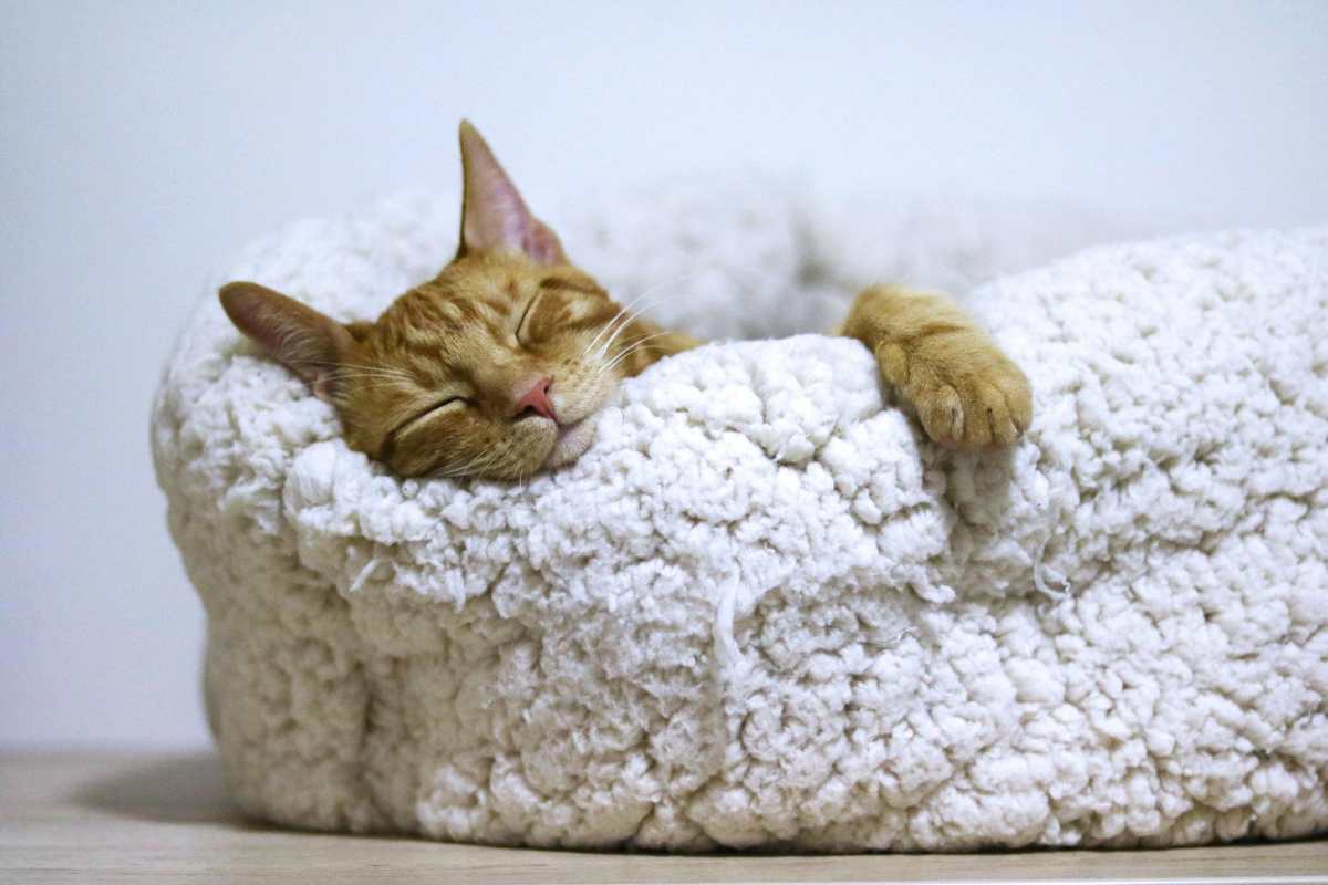 Gatto che dorme