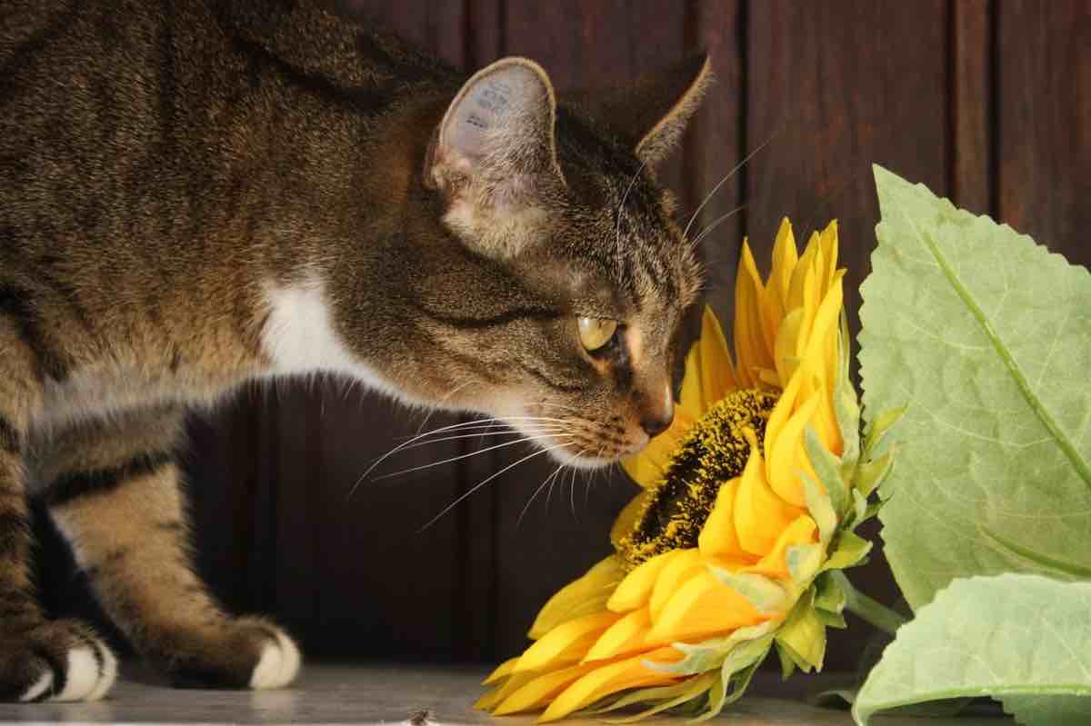 Gatto bianco e marrone annusa piante di girasole