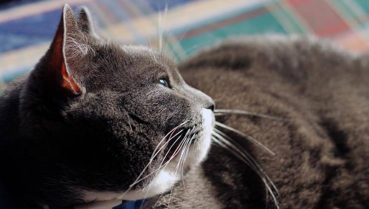 Gatto grigio ingrassato short air di profilo