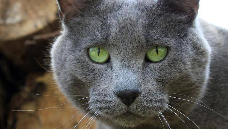 Gatto con la faccia gonfia dagli occhi verdi