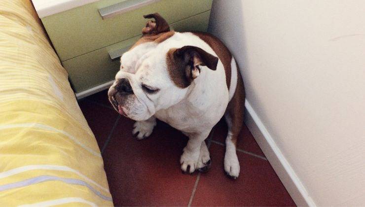 Cane tra letto e muro