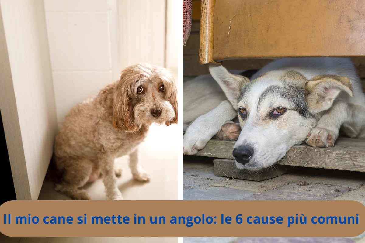 Cani in un angolo