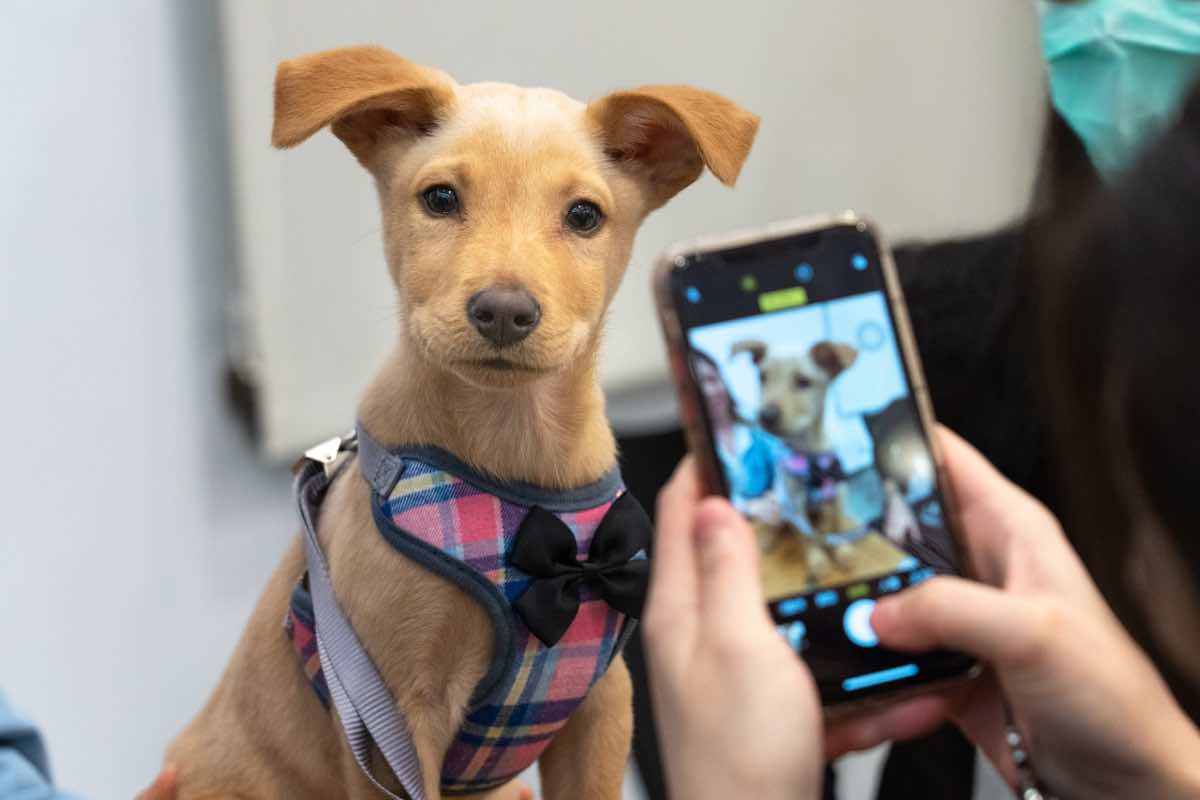 Piccolo cane beige immortalato con un cellulare