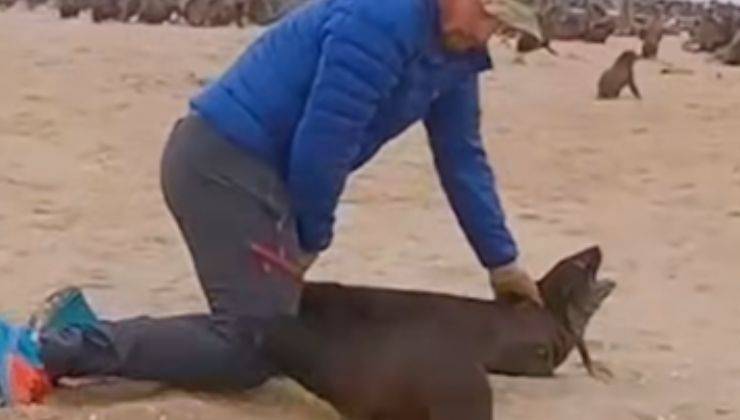 Uomo che bracca un cucciolo di foca