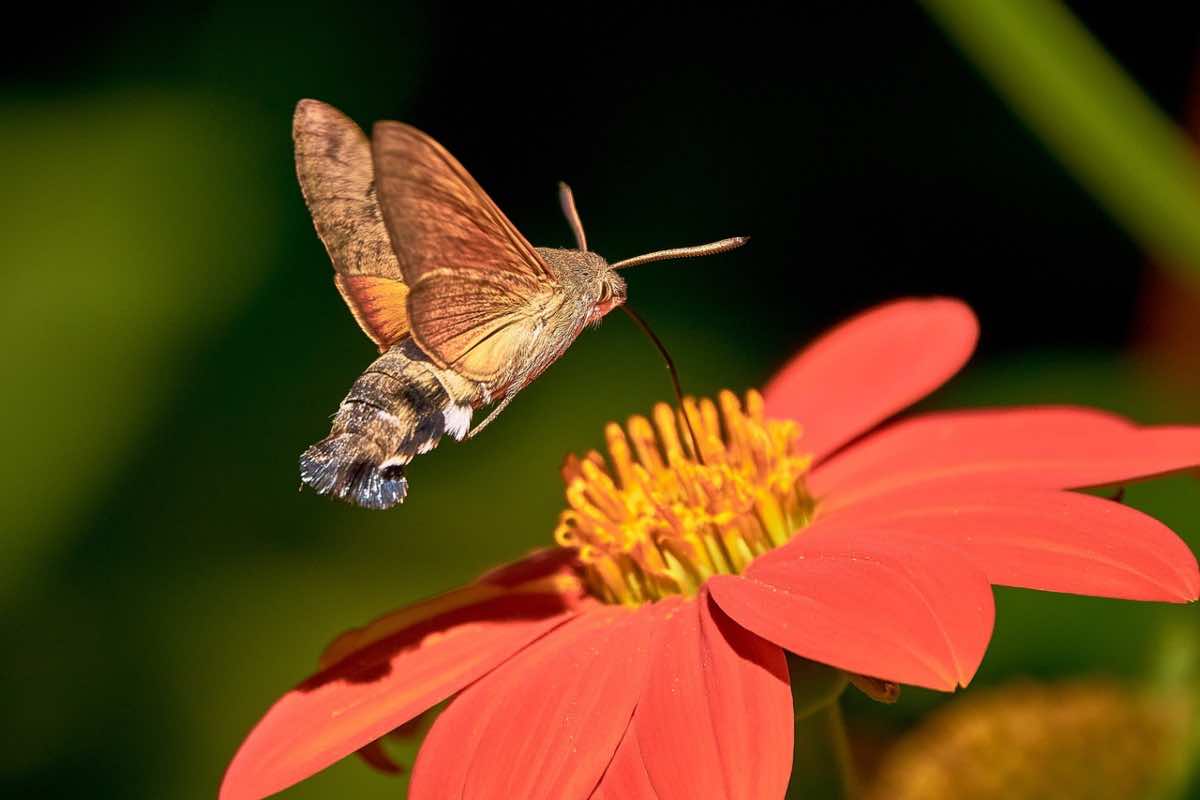 Falena colibrì vola su fiore arancione
