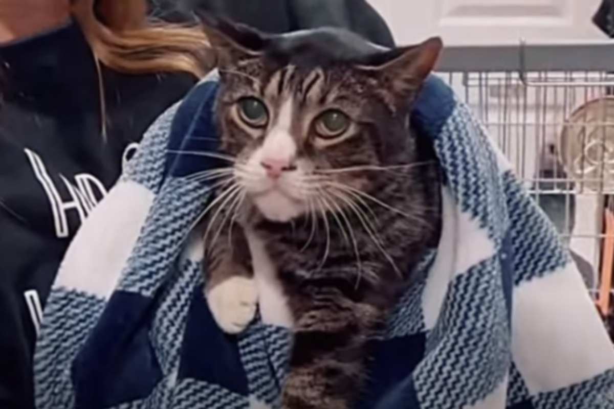 gatto anziano adottato