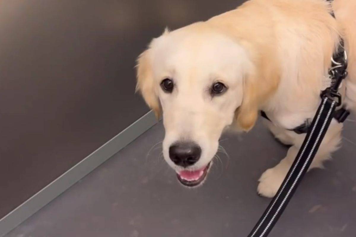 Paloma, cane dei Ferragnez