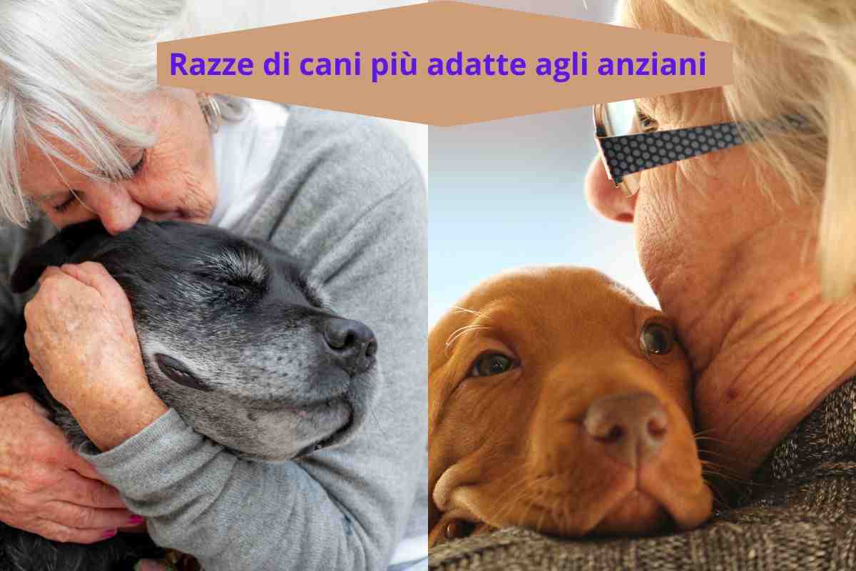 Cani e padroni anziani