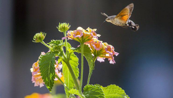 Macroglossum stellatarum si nutre da una pianta del in giardino 
