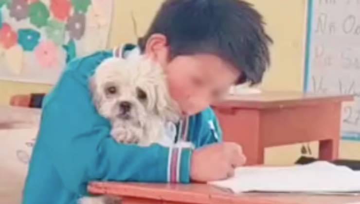 Bimbo scrive al fianco il suo cane bianco