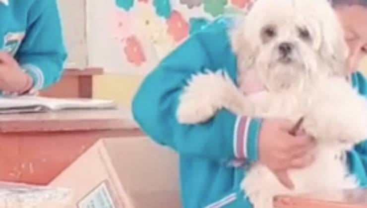 Piccolo cane nella scuola durante la lezione