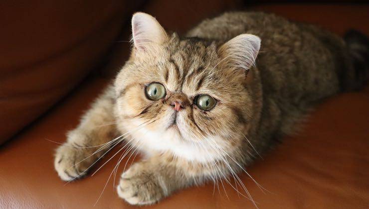 Felino con gli occhi verdi sdraiato sul divano