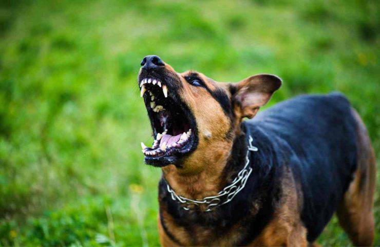 Davanti un cane inferocito, comportamento