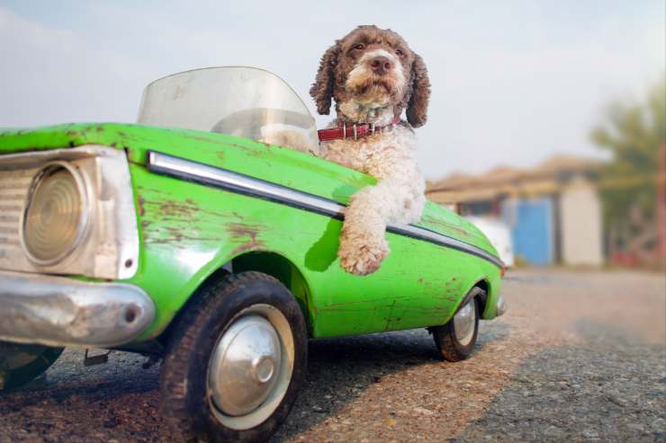 Cane in auto