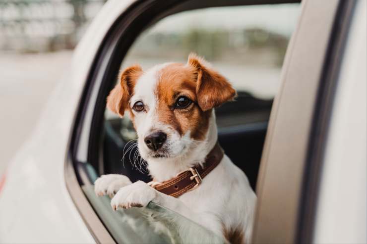 Cane affacciato al finestrino dell'auto 