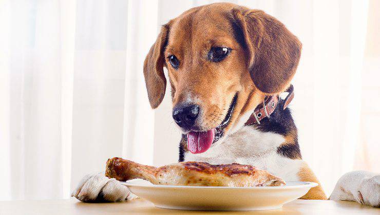 cane che mangia