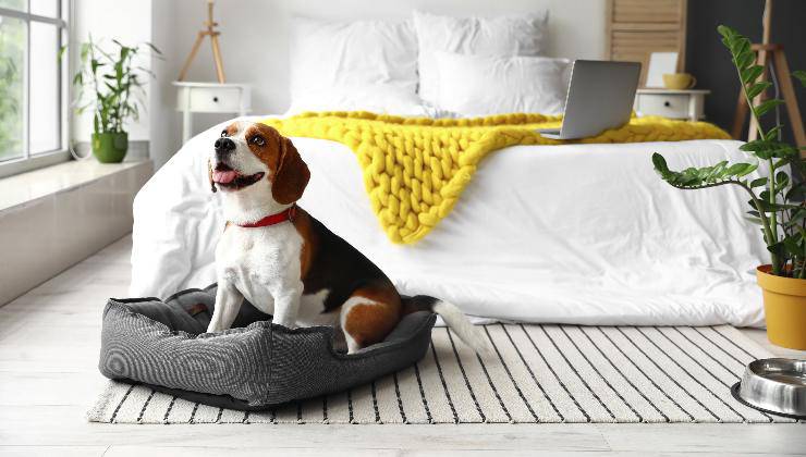 cosa fa il cane da solo a casa