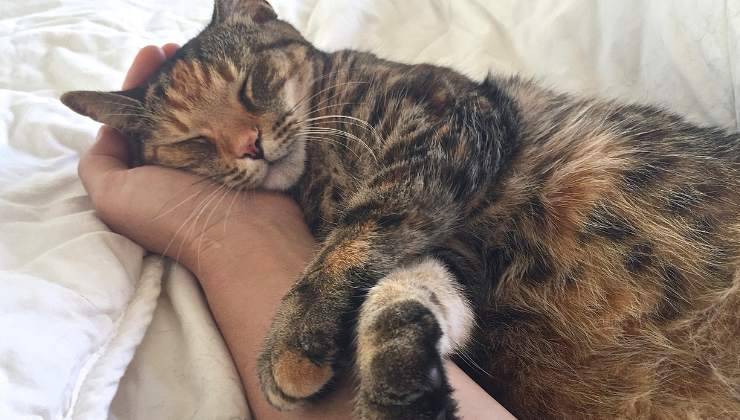 gatto affettuosa riceve coccole dall'umano
