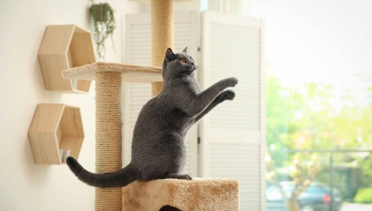gatto che gioca
