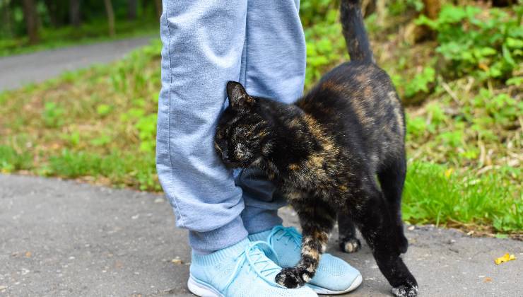 gatto e testate