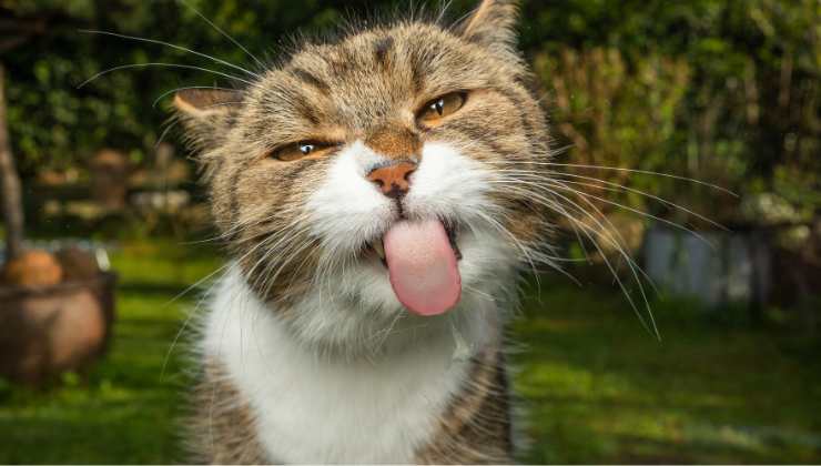 gatto fa la linguaggio ai suoi umani