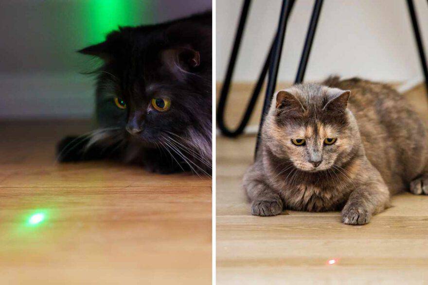 gatto e laser