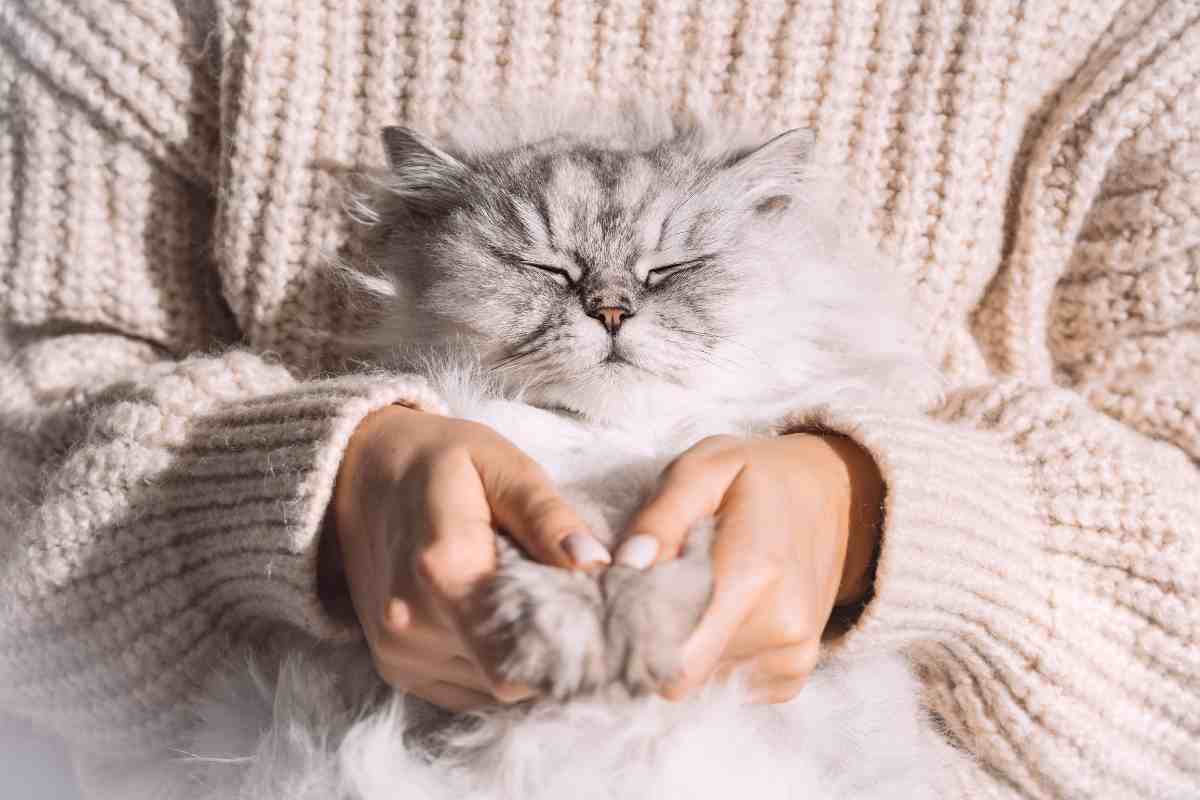 gatto in braccio alla sua umana