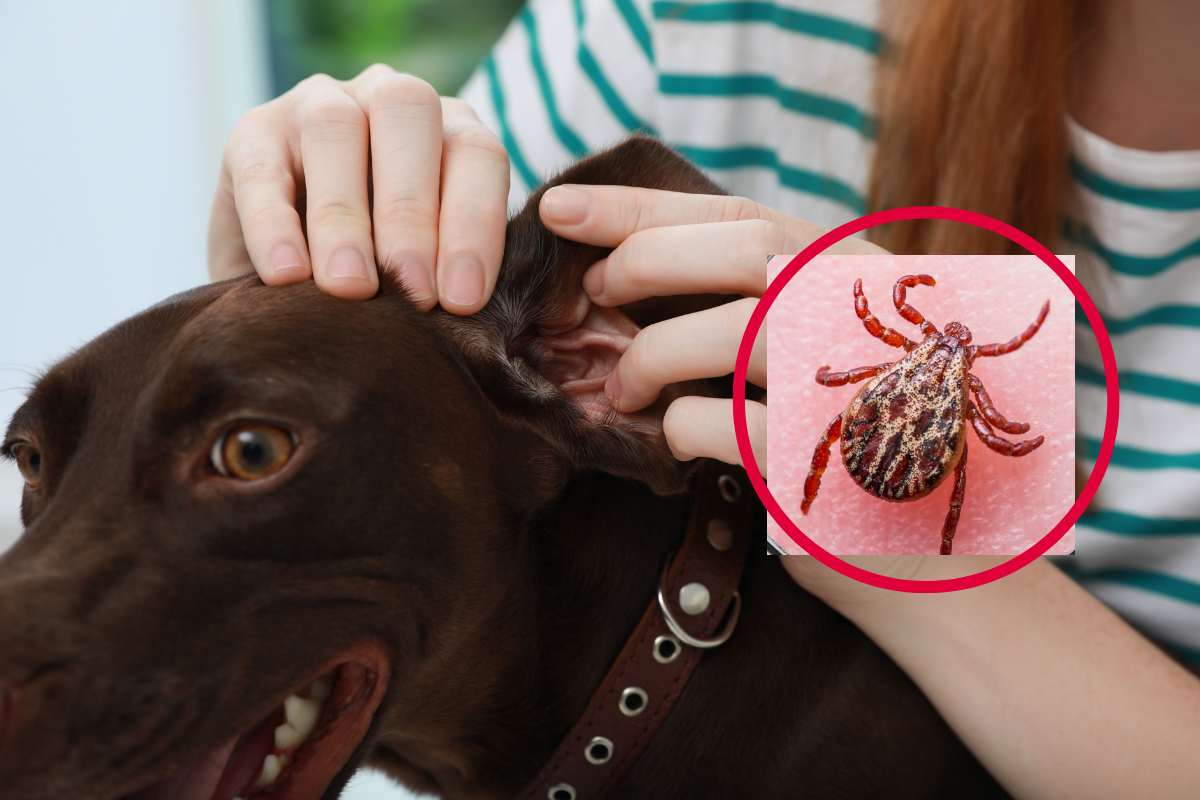zecca nel cane