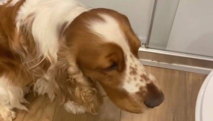 Cane affranto