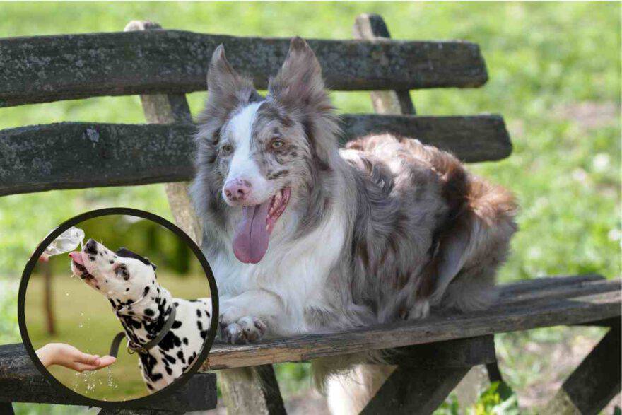 cane accaldato all'ombra