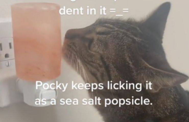 Gatto lecca la lampada