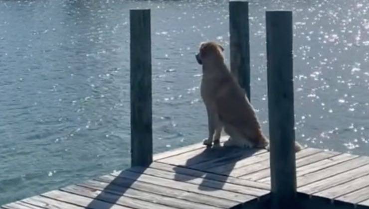Cane segue il delfino allontanarsi con lo sguardo