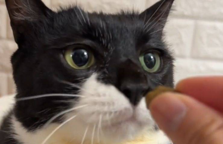 Gatto Pong