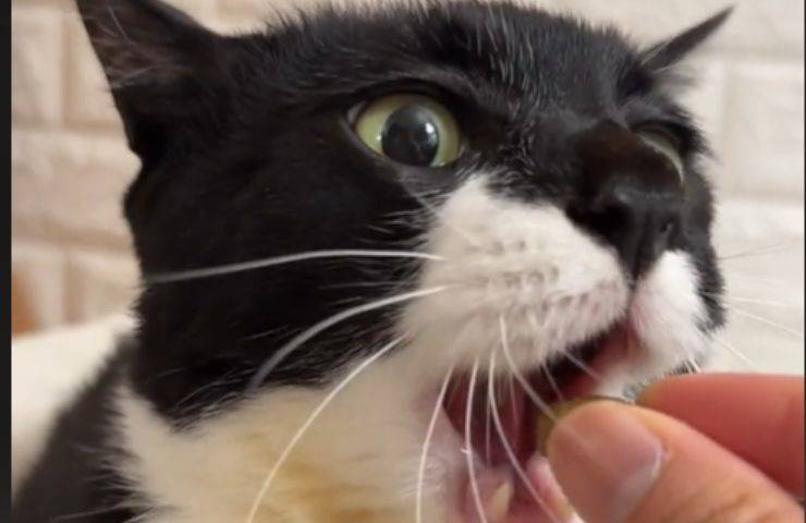 Gatto che mangia