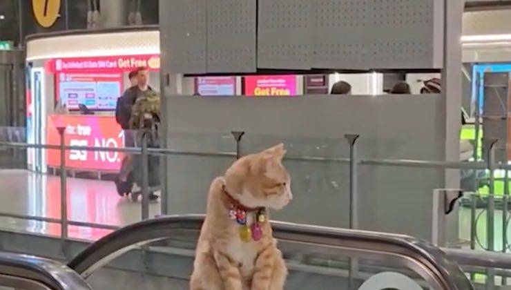 Gatto fuori dall’ufficio per una pausa da lavoro in aeroporto