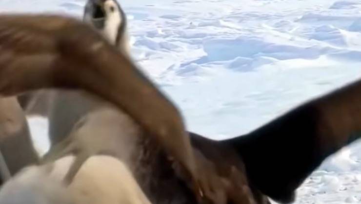 Gruppo di pinguini imperatore accerchiati da un uccello