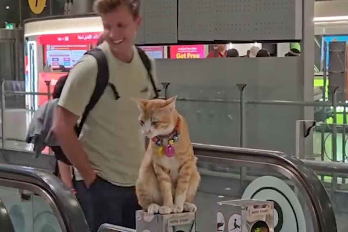 In ufficio con la sua umana: un gatto speciale ottiene il lavoro dei suoi sogni