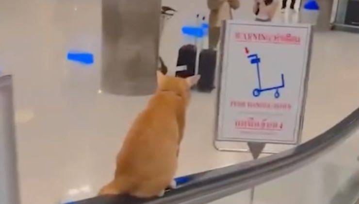 Gatto arancione a lavoro in aeroporto