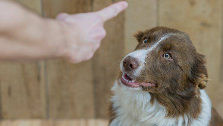 Persona sgrida il cane