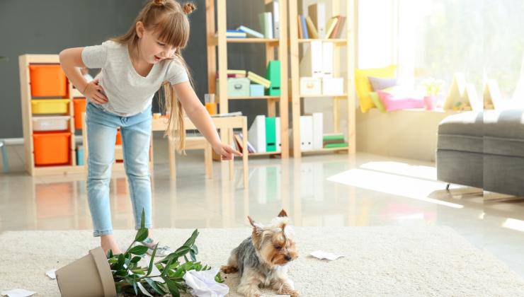 bambina sgrida il cane