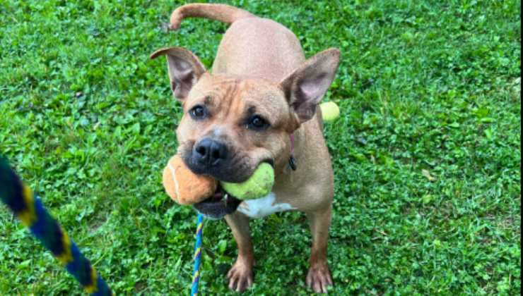 cagnolina Duchess