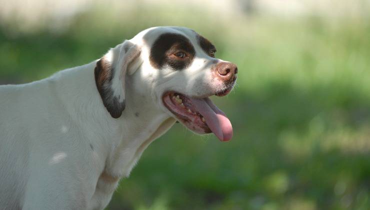cane che soffre le temperature alte