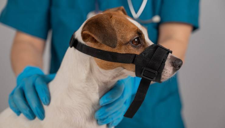 cane con museruola dal veterinario