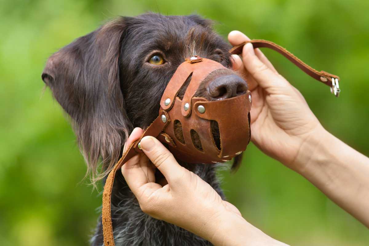 Quando devo far indossare la museruola al cane e in che luogo è obbligatoria?