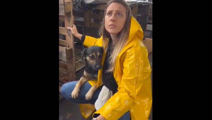 cucciolo abbraccia la veterinaria che lo ha salvato