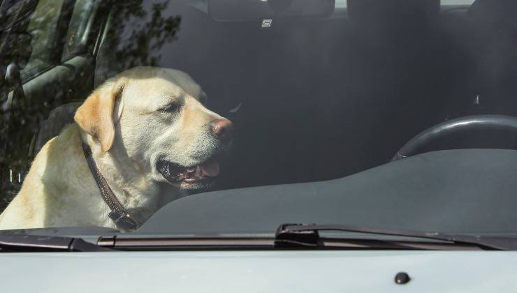 cane in auto al caldo