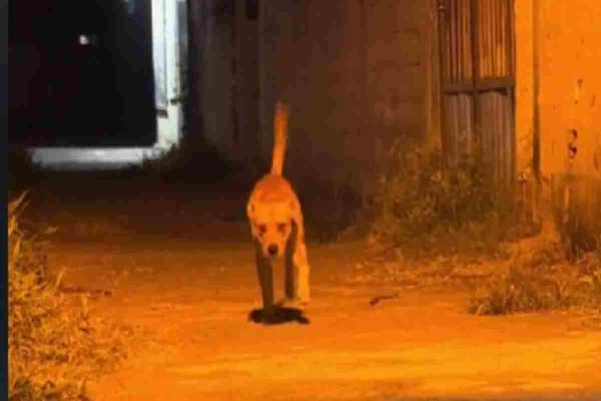 Una scenografa eccezionale, la sua è tutta una finta per farsi coccolare (VIDEO)