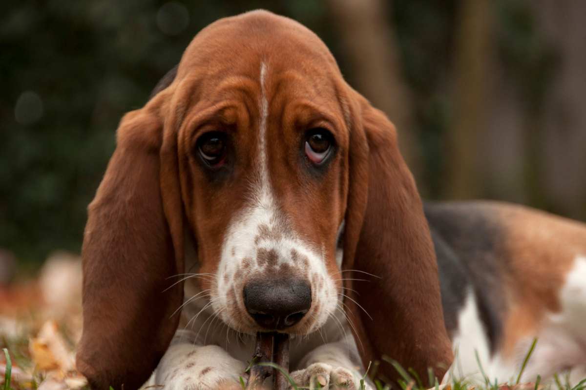 cane trattato male